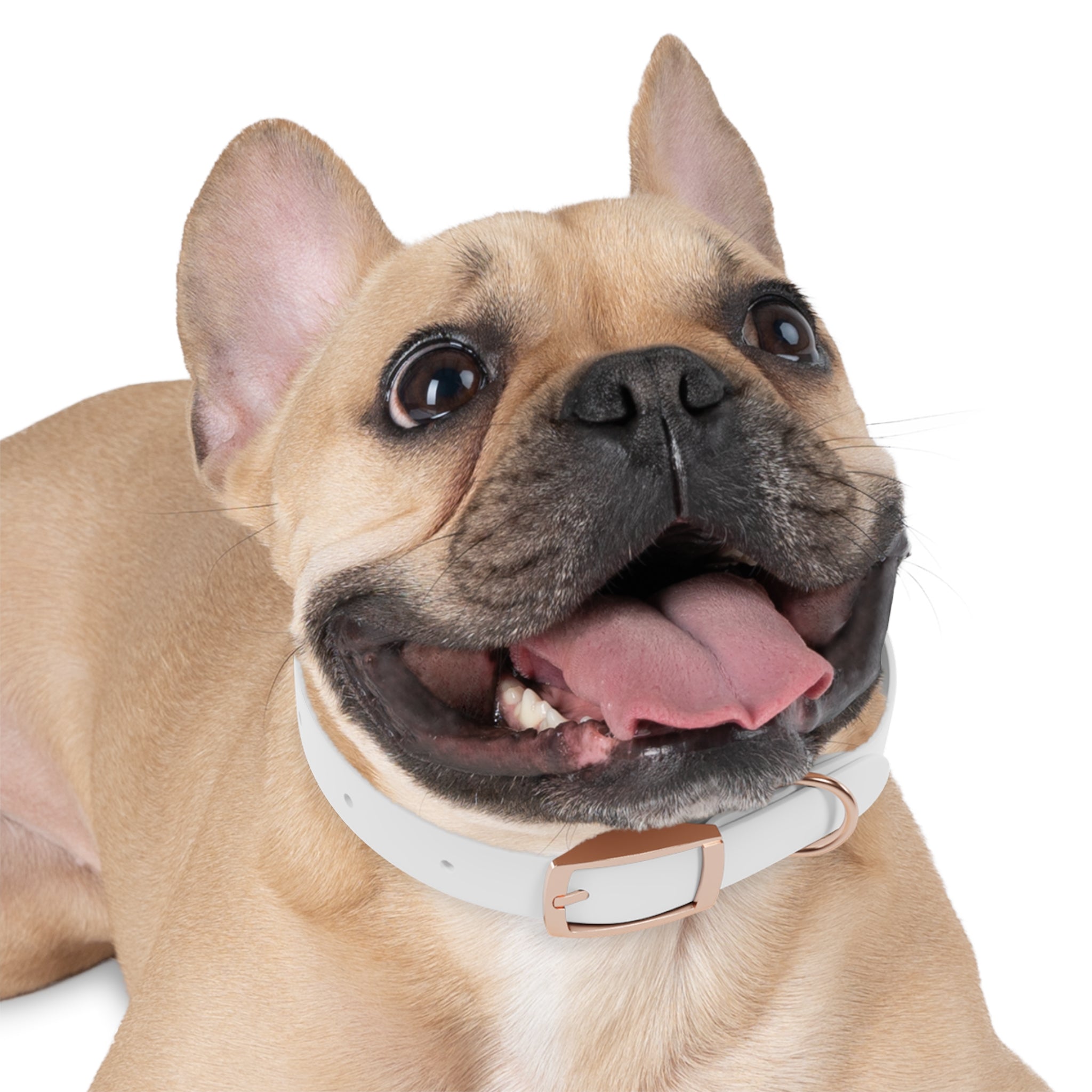 Custom Photo Dog Collar — Personalized Picture Collar for Small & Large Dogs