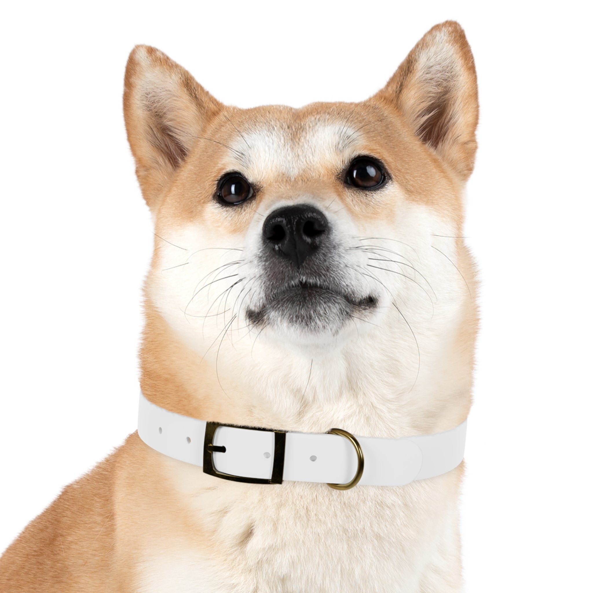 Custom Photo Dog Collar — Personalized Picture Collar for Small & Large Dogs