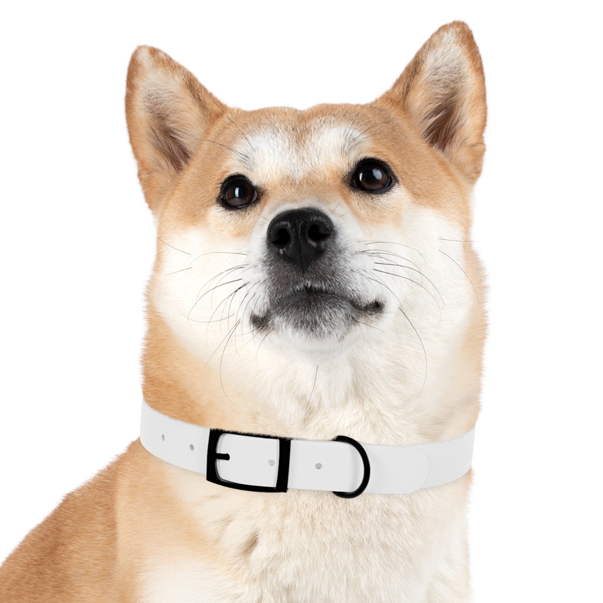 Custom Photo Dog Collar — Personalized Picture Collar for Small & Large Dogs