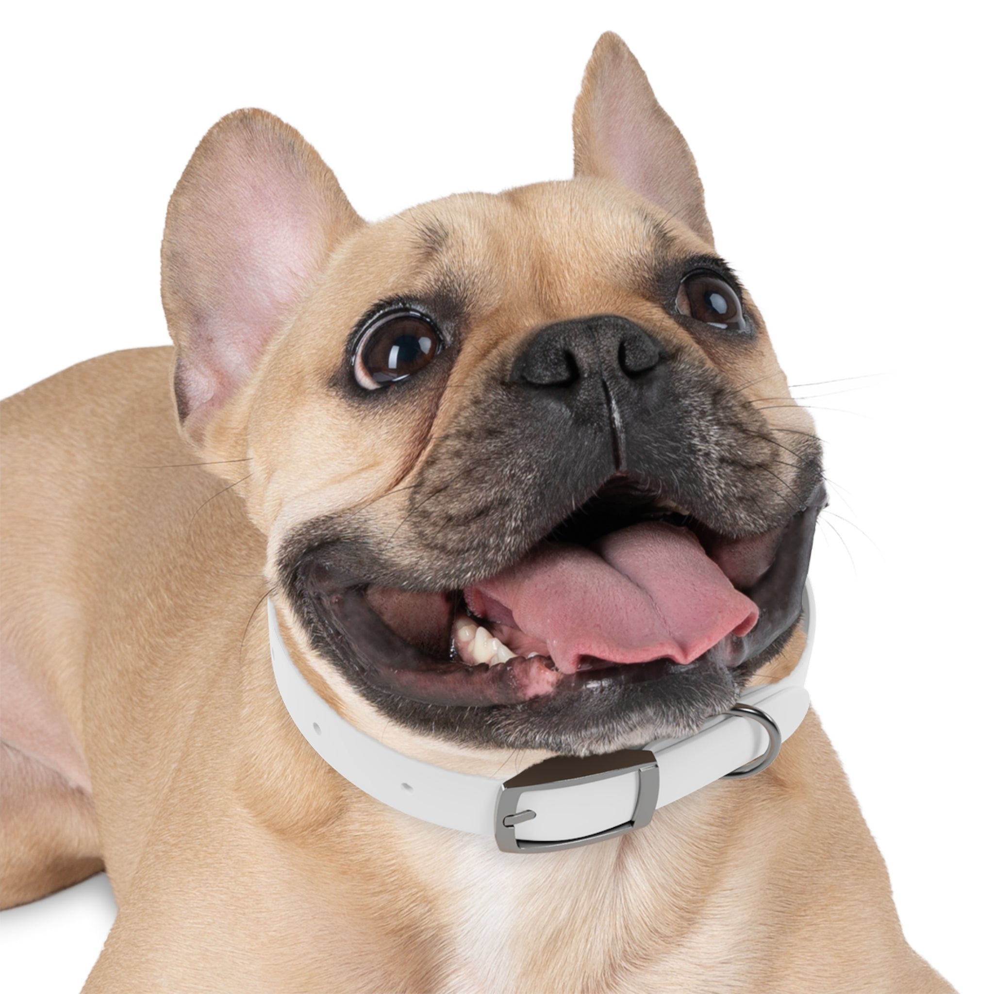 Custom Photo Dog Collar — Personalized Picture Collar for Small & Large Dogs